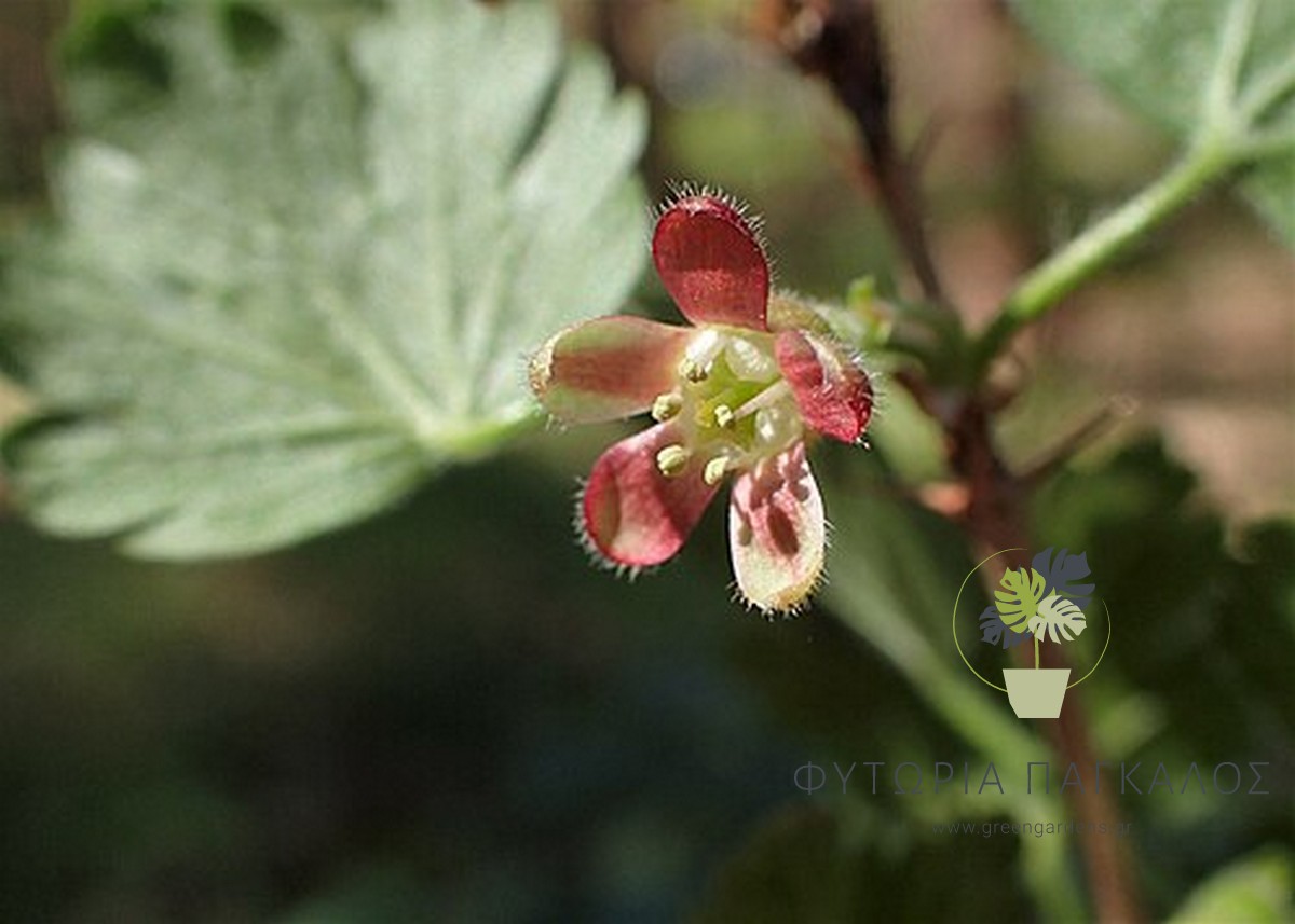 🍒 Λαγοκέρασο (Ribes uva-crispa “Hinnomaki Rot”) - 2 lt